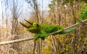 Green anole lizard basking in sunlight on wooden branch with blurred forest background.