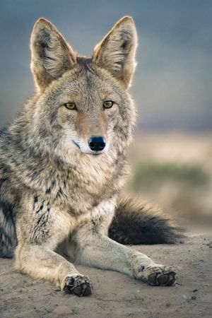 A series of close-up shots showing a coyote resting on sandy ground with alert eyes and pointed ears.