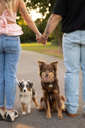 A couple holding hands on a path with their two Australian Shepherd dogs sitting between them at sunset.