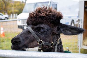 Close-up view of a black alpaca or llama with bridle at outdoor event.