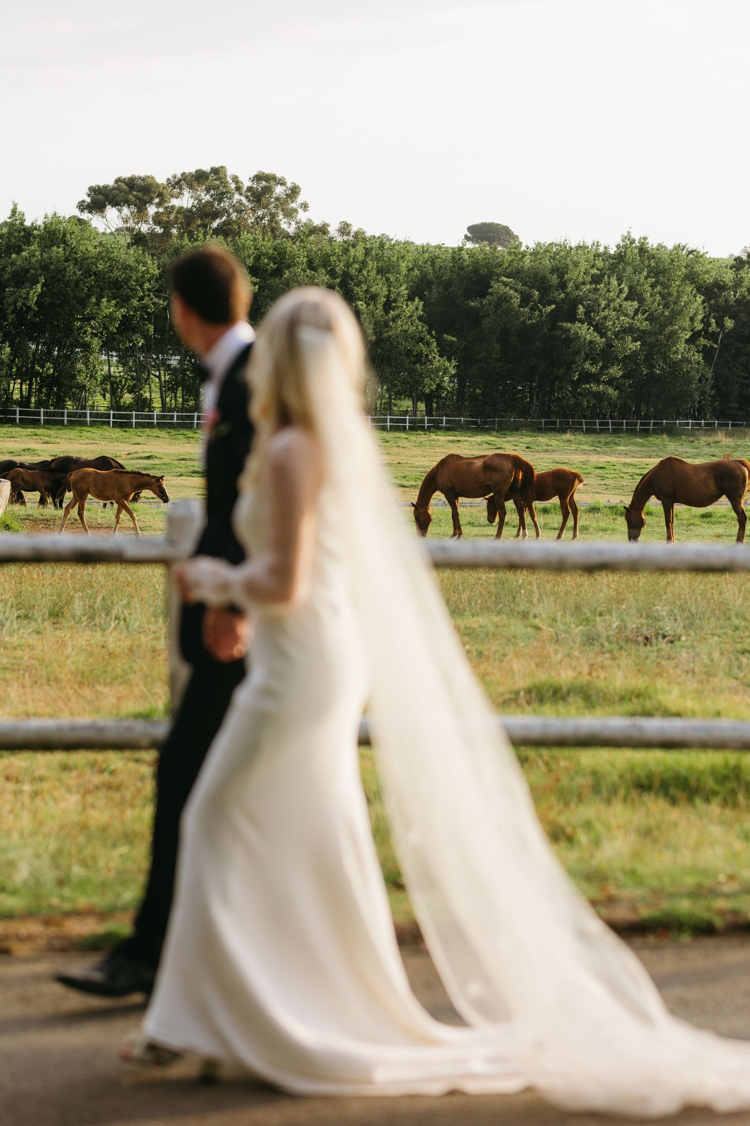 A romantic wedding photo series with horses grazing in the background at a rustic farm setting.