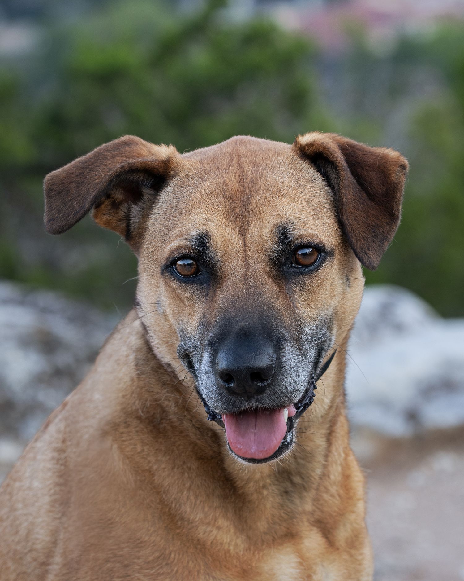 A close-up of a brown Labrador Retriever mix in an outdoor environment.
