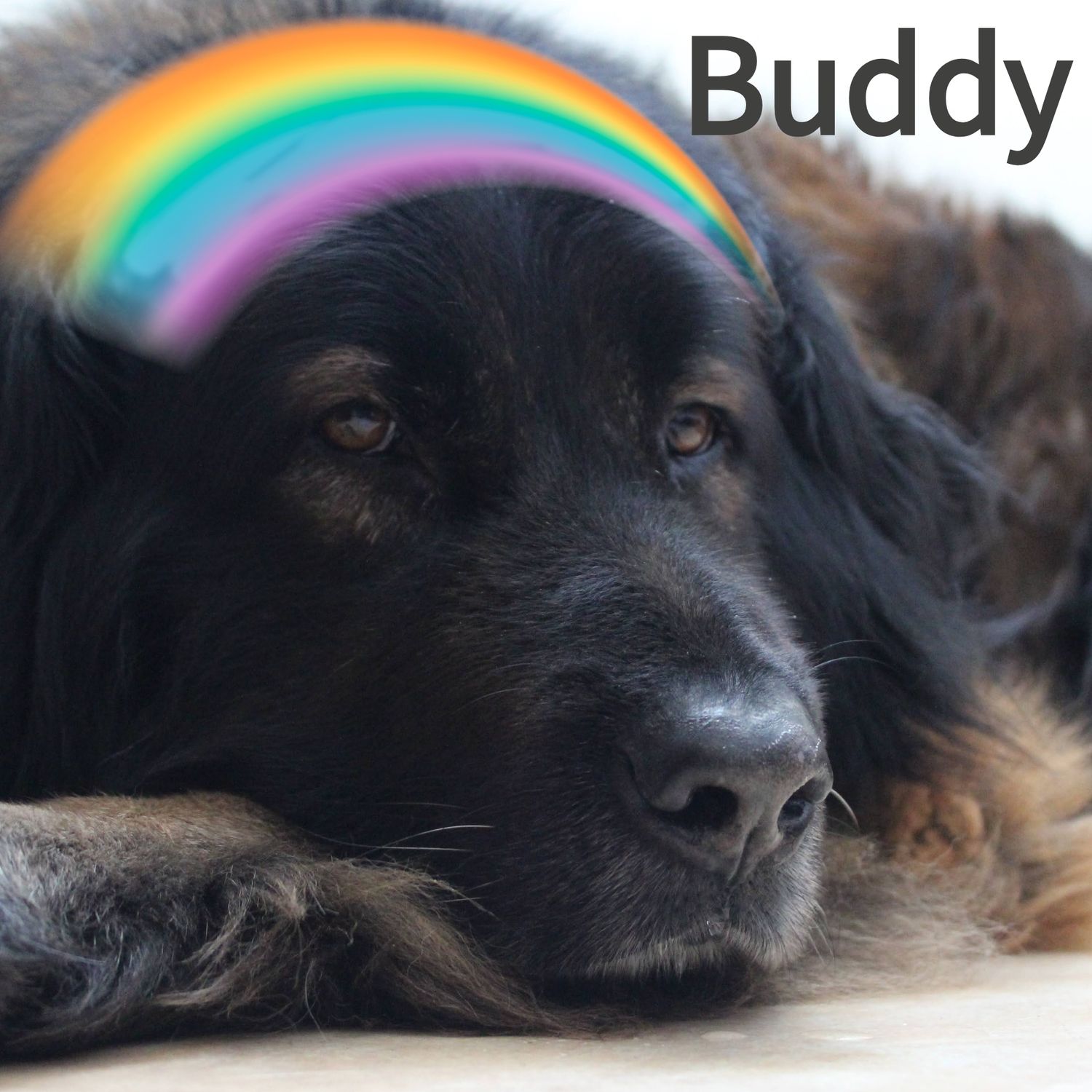 Black fluffy dog named Buddy resting with a rainbow graphic overlay. Buddy's Legacy colour logo