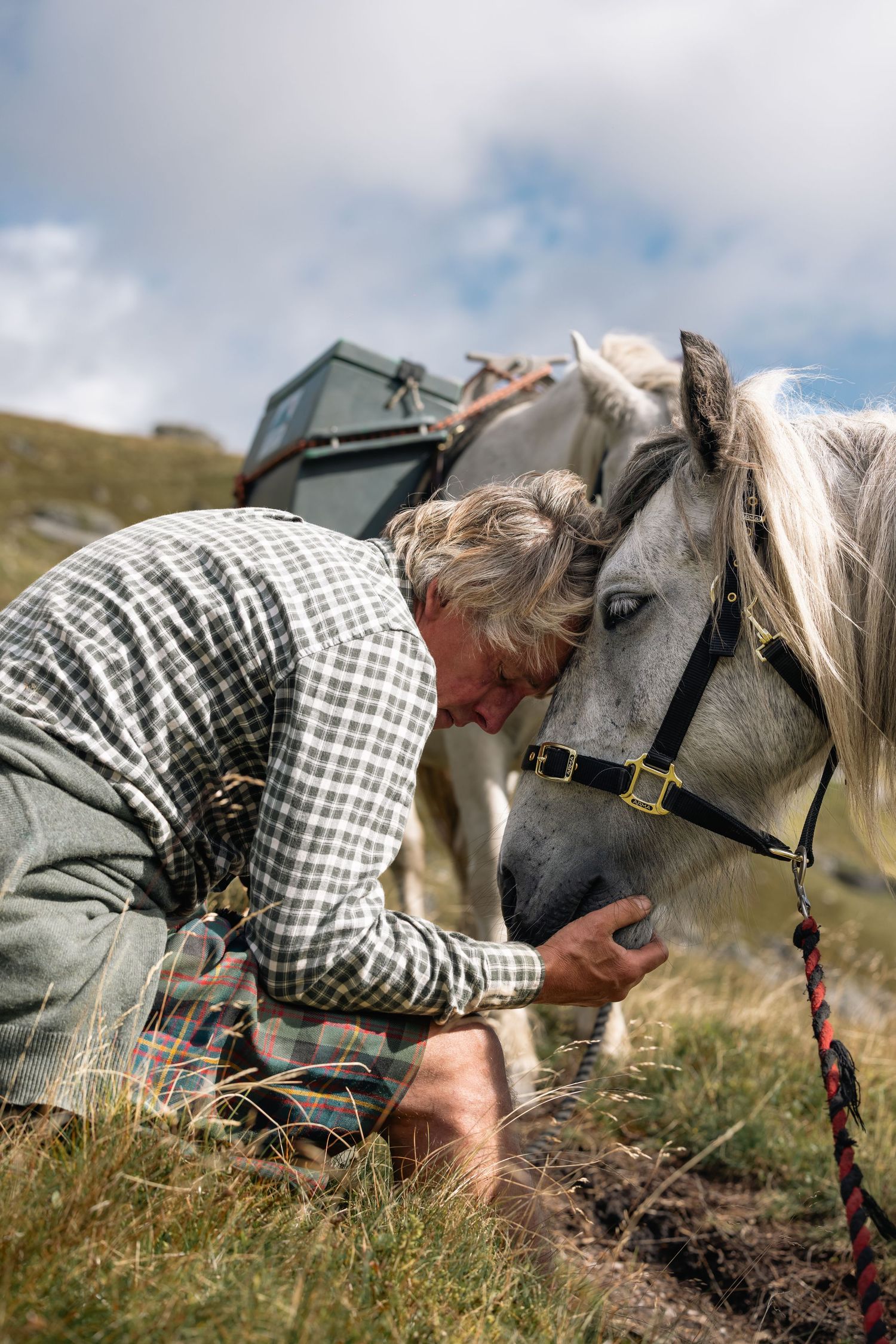 Person in checkered shirt interacting with a white horse in a grassy field.