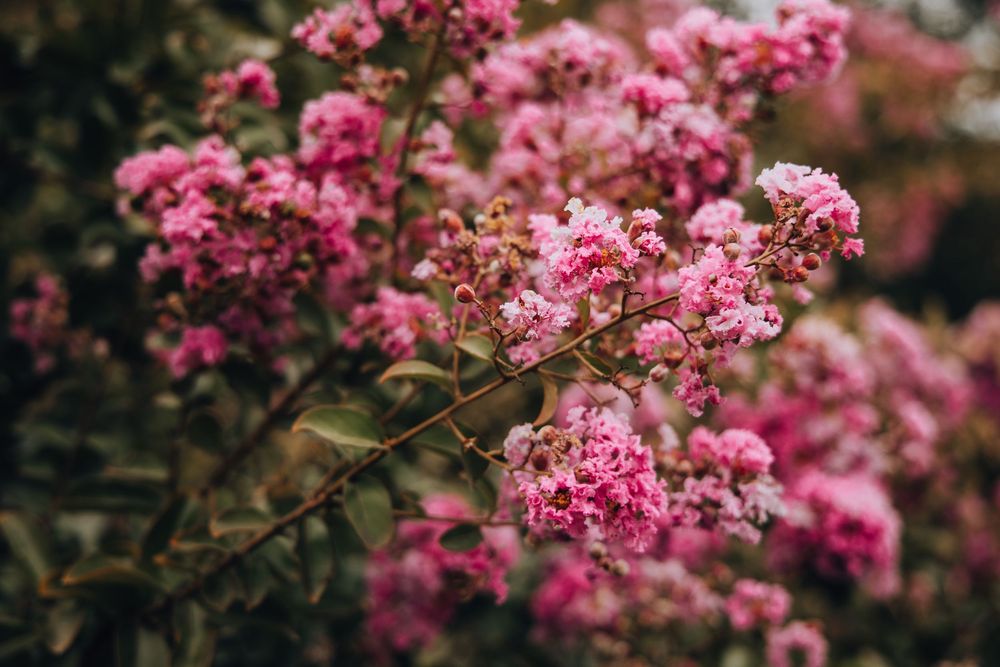 Close-up of vibrant pink crepe myrtle flowers blooming on branches with soft bokeh green foliage background.