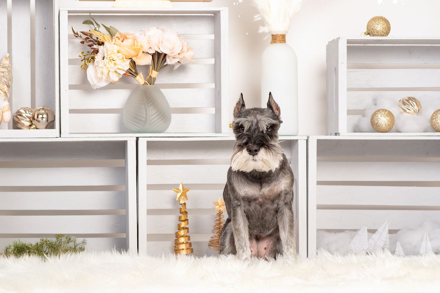 Dog Portrait of a Miniature Schnauzer in an adorable Christmas setting by Tripdog Photography, Red Deer Alberta Photographer