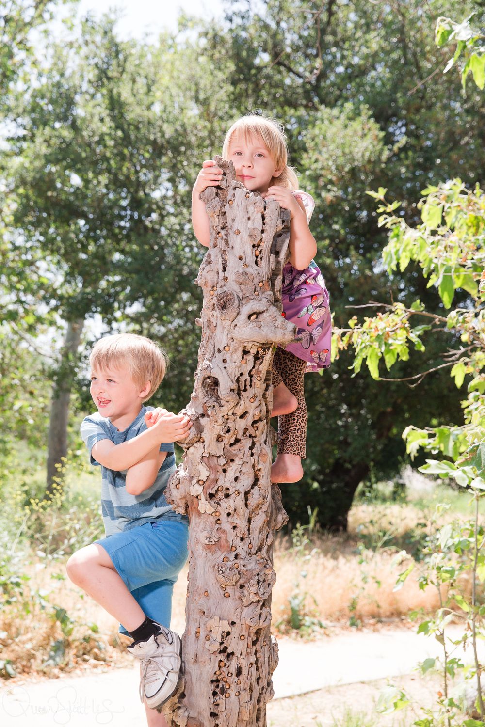 A child in a blue shirt climbs and plays around a weathered tree trunk in a sunny outdoor setting.