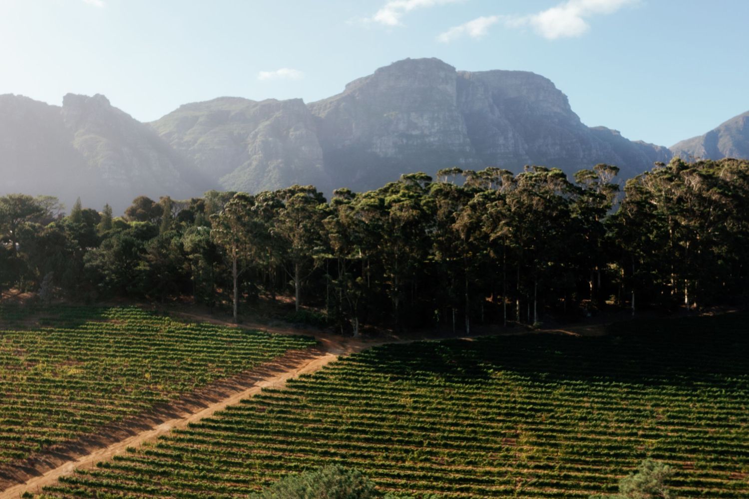 Panoramic view of vineyard rows stretching across rolling hills with mountains in the background under blue sky.