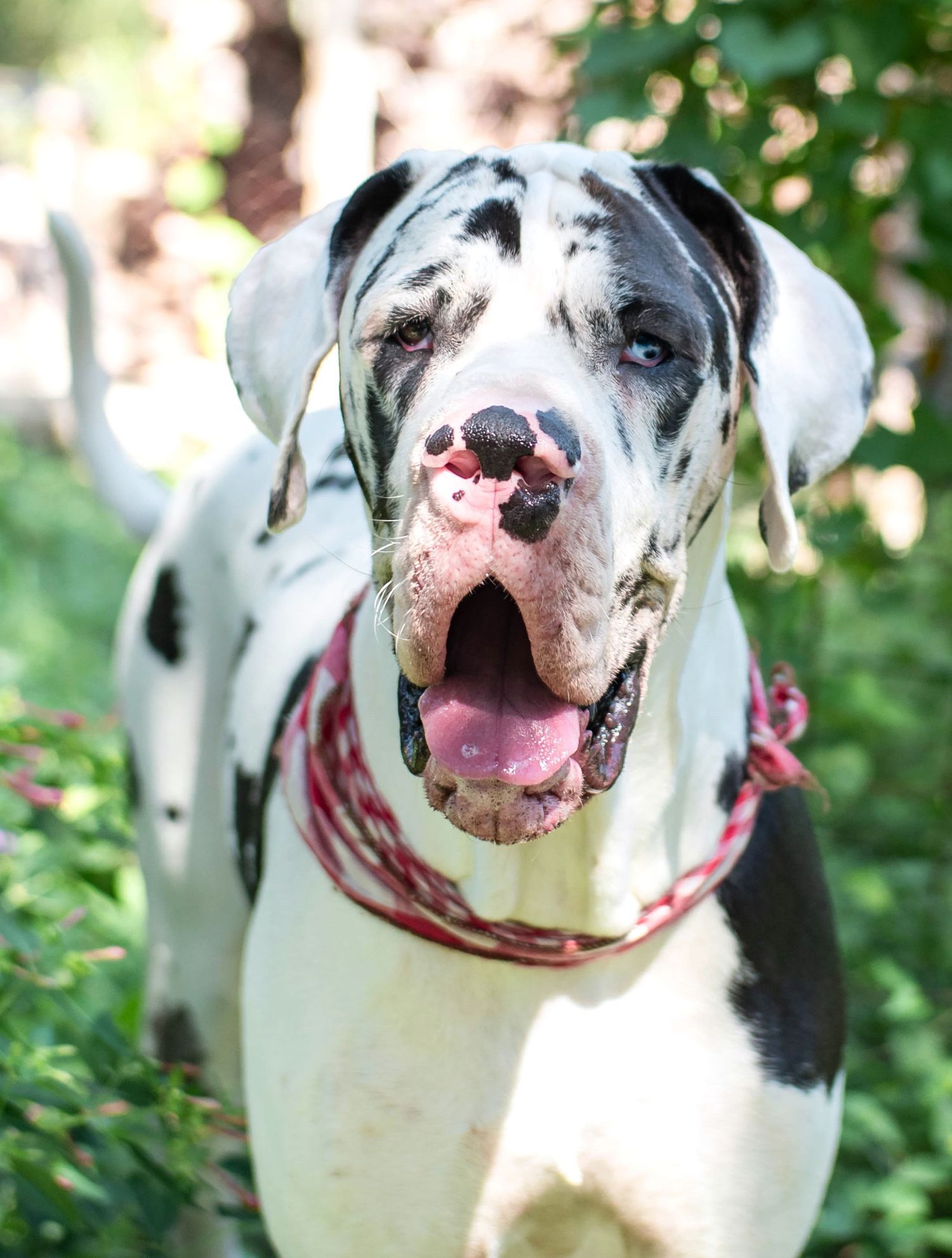 Happy harlequin Great Dane with blue eyes wearing red collar outdoors in green garden.