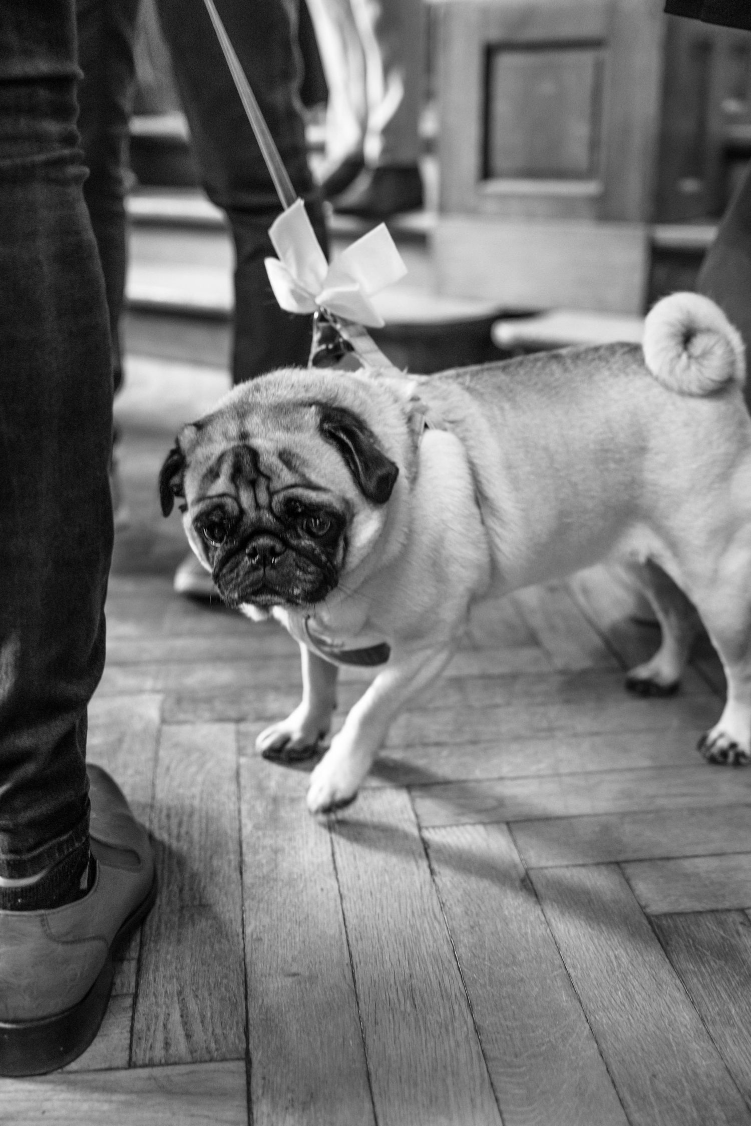 A pug on a leash looking curious while standing on hardwood floors in black and white.