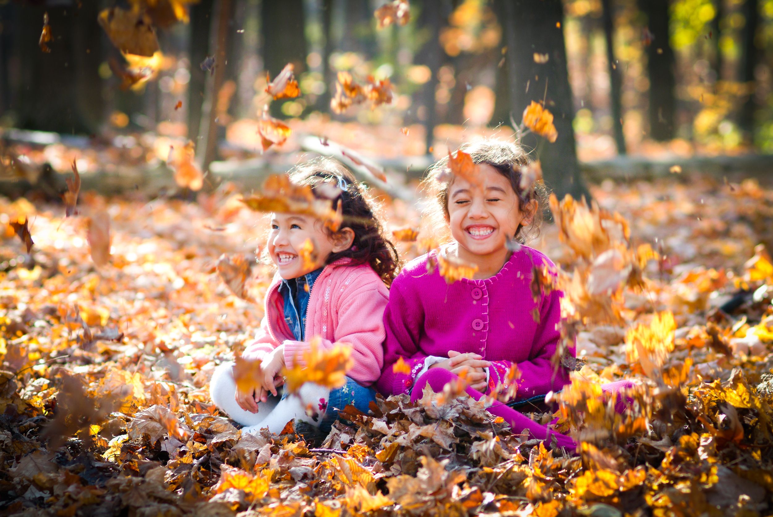 Children play in a pile of autumn leaves on a sunny fall day.