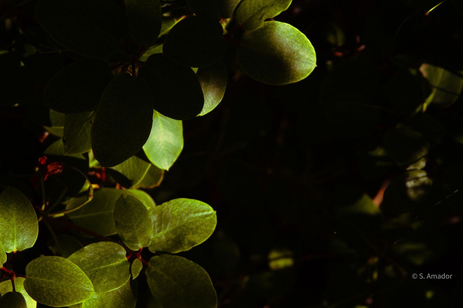 Sunlit green leaves with red buds against a dark background, creating a dramatic contrast in nature photography.