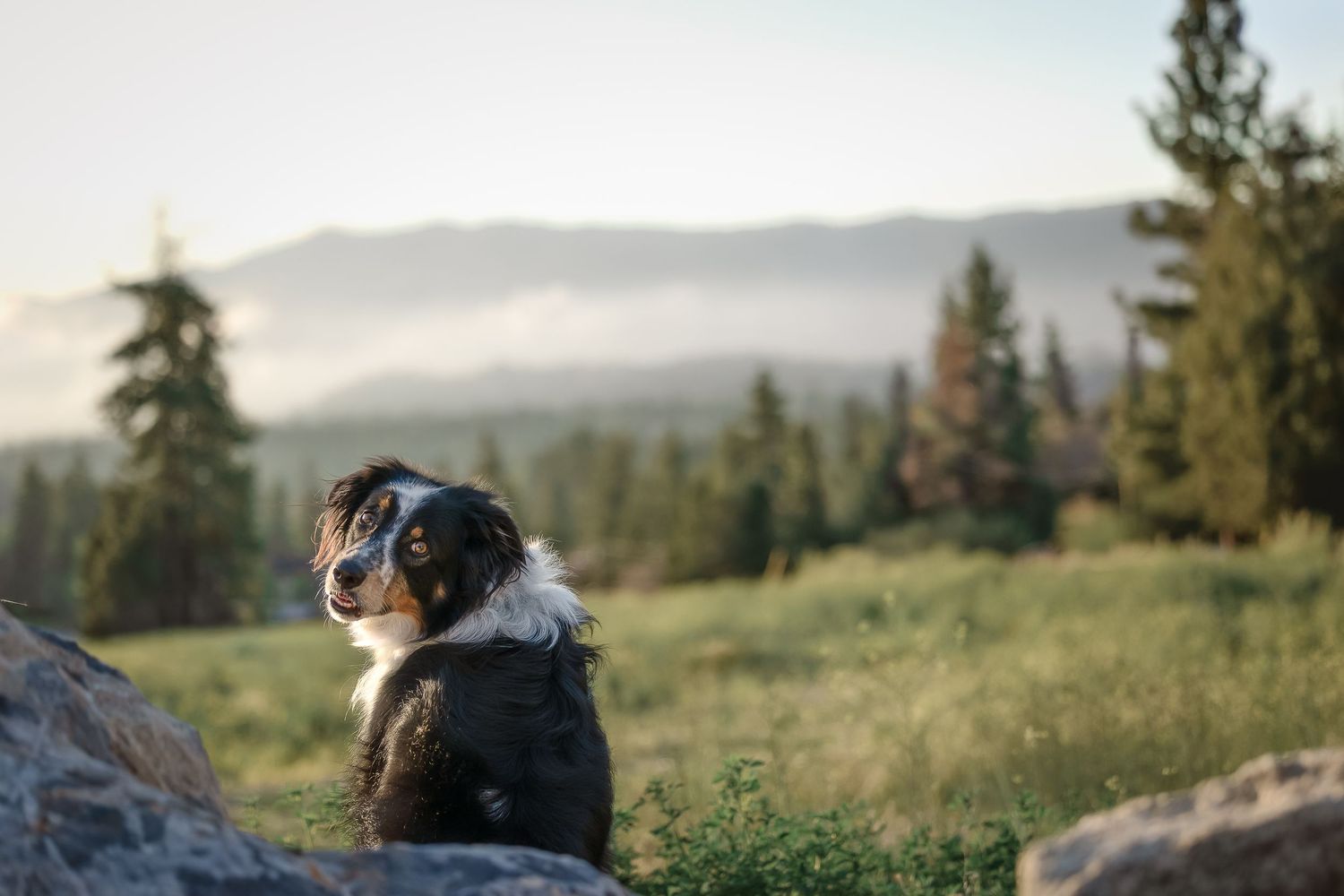 Australian Shepherd dog sitting on rocks with scenic mountain forest landscape in background at golden hour.