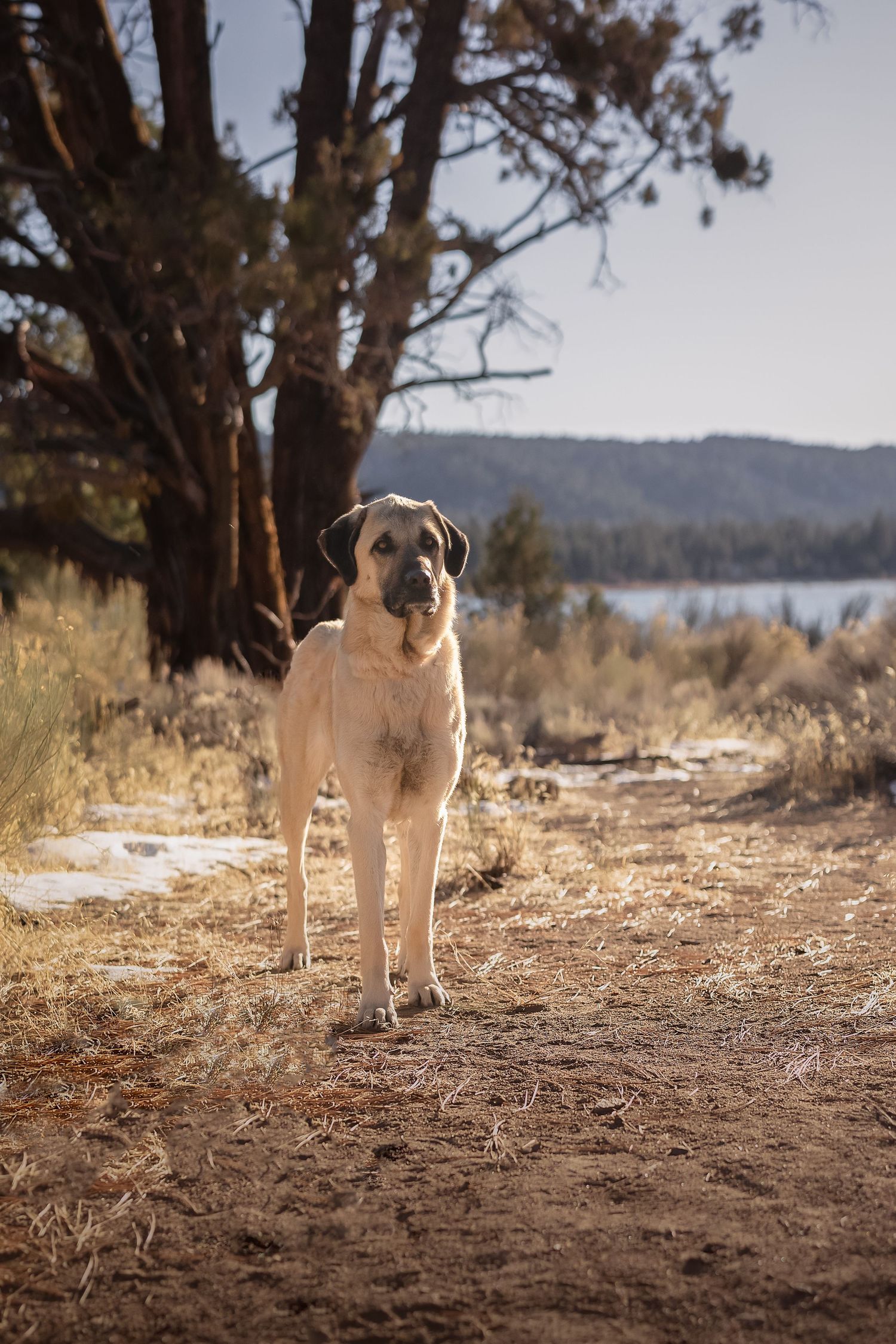 Large tan dog standing on dirt path in natural outdoor setting with trees and lake in background.