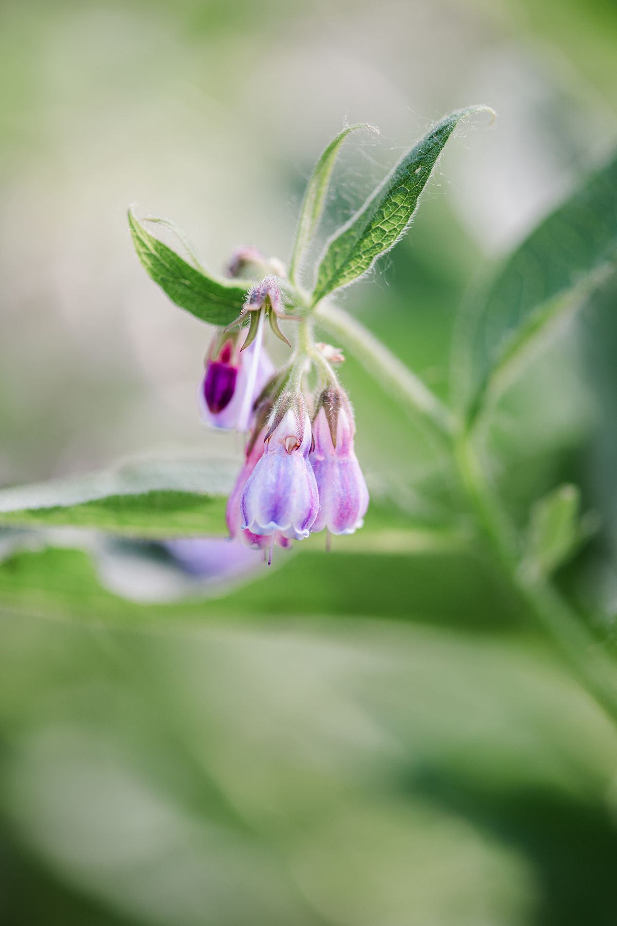 Close-up of delicate purple comfrey flowers blooming on green stems with soft bokeh background.