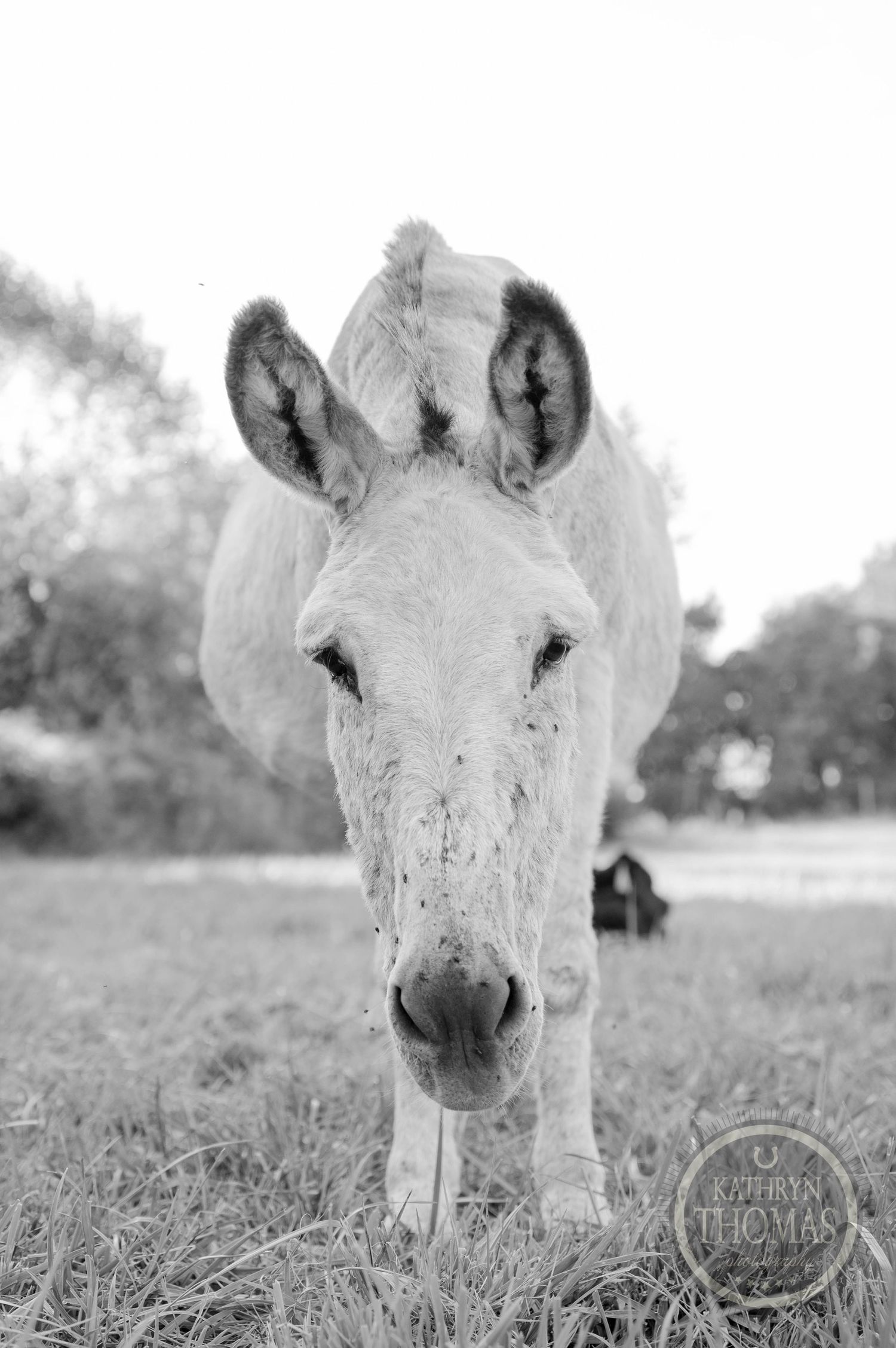 A white donkey stands in a green grassy field with lush trees in the background, looking directly at the camera.