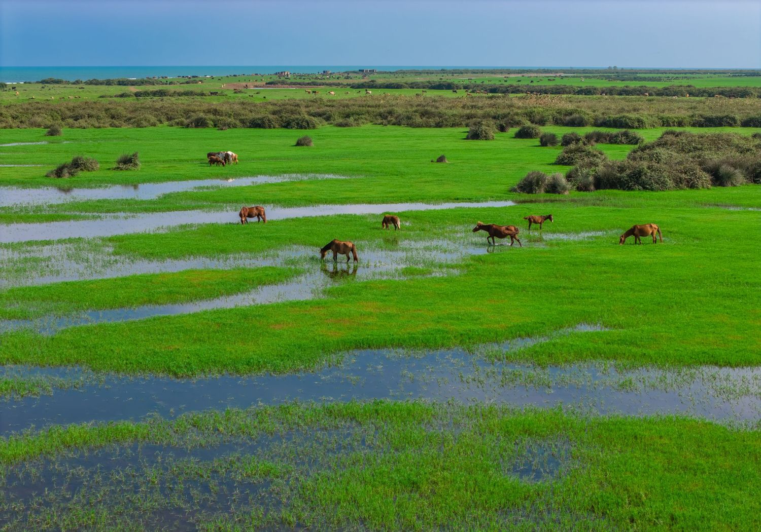 Horses grazing on coastal grasslands at Boujagh National Park, Gilan, Iran, with the Caspian Sea in the background.