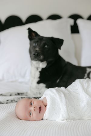 A swaddled newborn baby lies on a white bed with a black dog resting on pillows in the background.