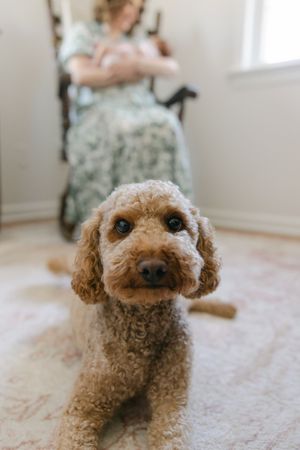 A fluffy golden doodle dog lying on a rug indoors with a woman sitting in a rocking chair in the background.