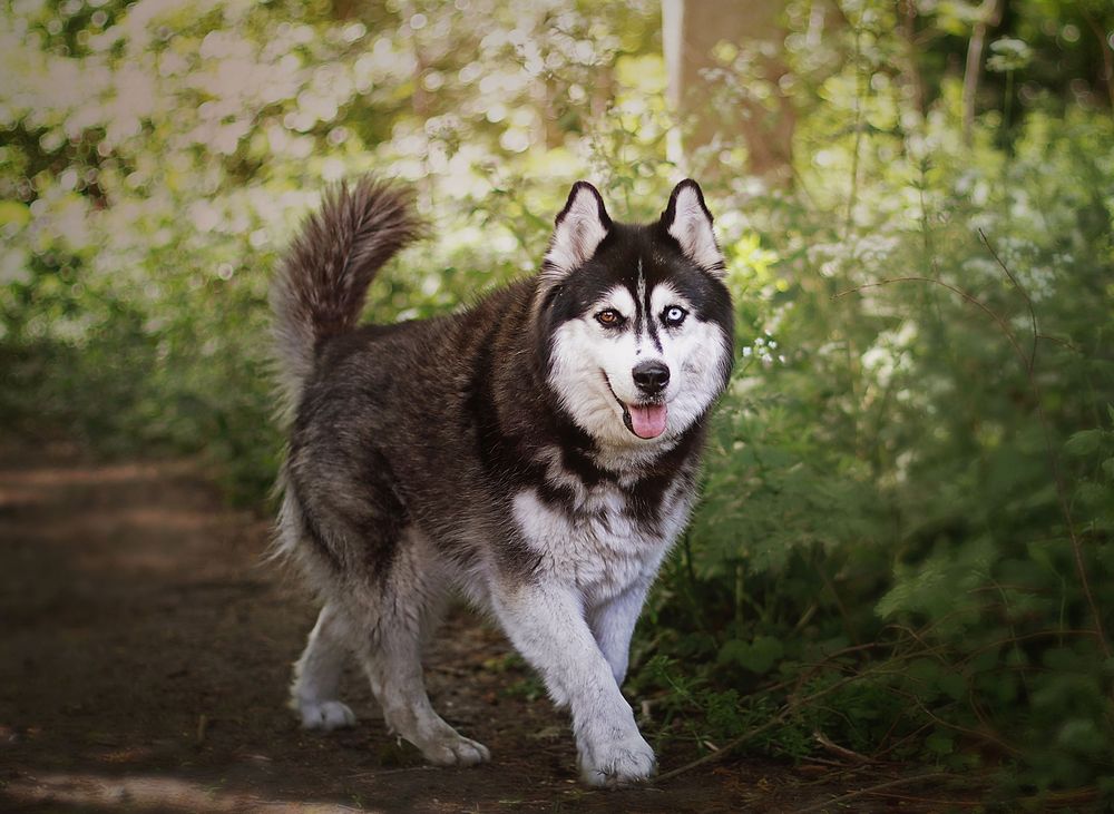 A Siberian Husky dog with black and white fur walks through a lush green garden with tongue out.