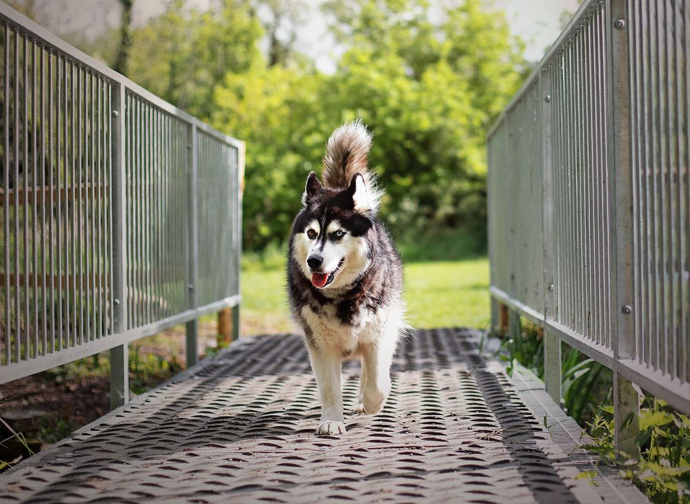 A Siberian Husky dog walks confidently across a metal bridge walkway surrounded by lush green trees.