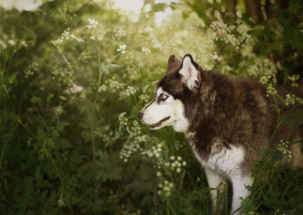 A majestic Siberian Husky with blue eyes gazes through lush green wildflowers in a serene outdoor setting.