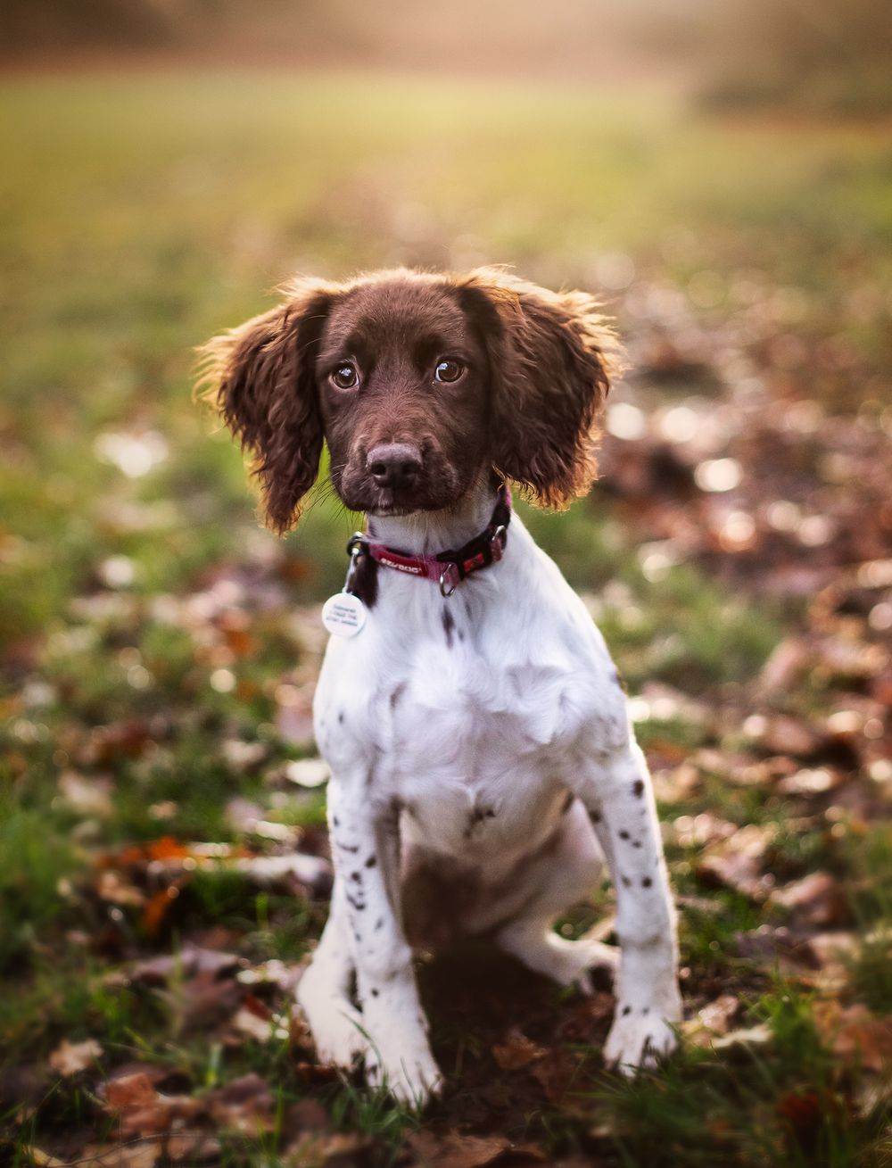 A brown and white Springer Spaniel puppy sitting on grass surrounded by autumn leaves.