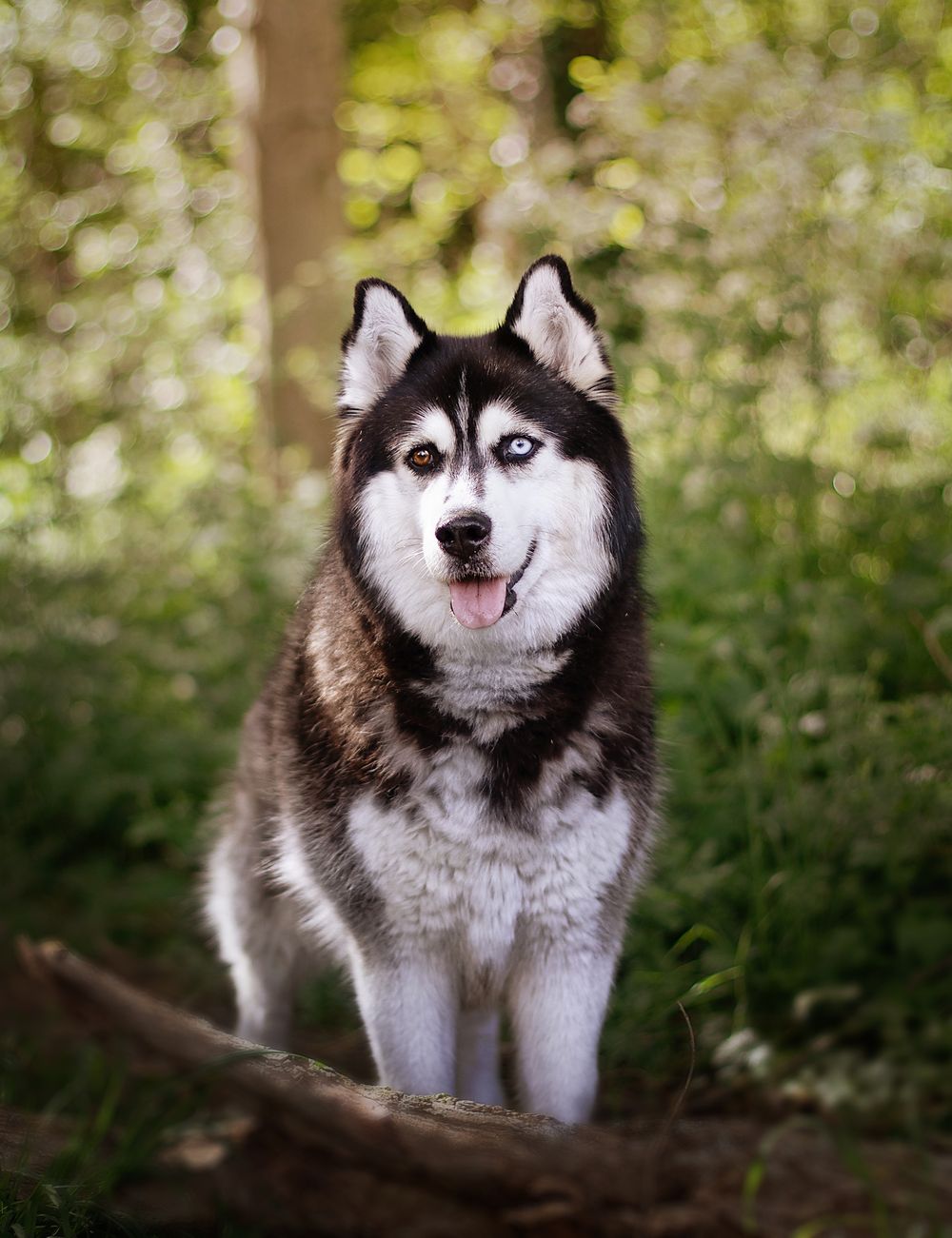 A majestic Siberian Husky with heterochromia sits in a lush green forest, tongue out, showcasing its striking black and white coat.