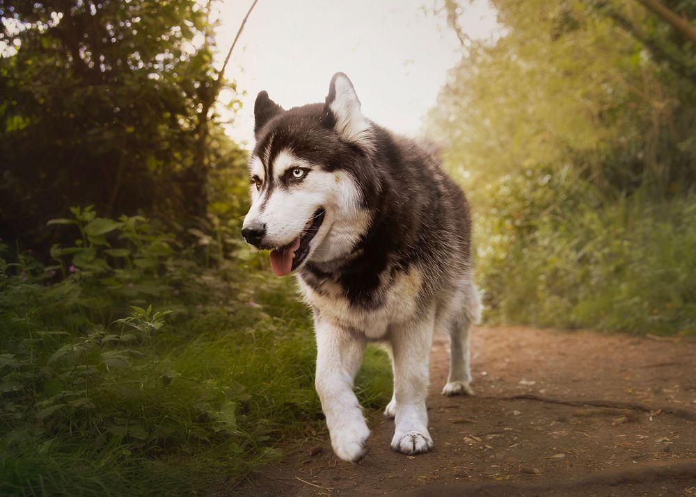 A Siberian Husky with blue eyes walks confidently on a forest path with tongue out on a sunny day.