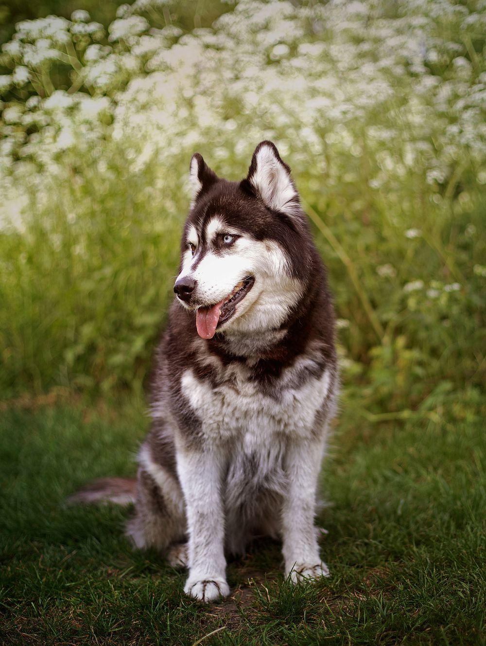 A beautiful Siberian Husky sits on green grass before white wildflowers, tongue out, displaying its classic black and white markings.