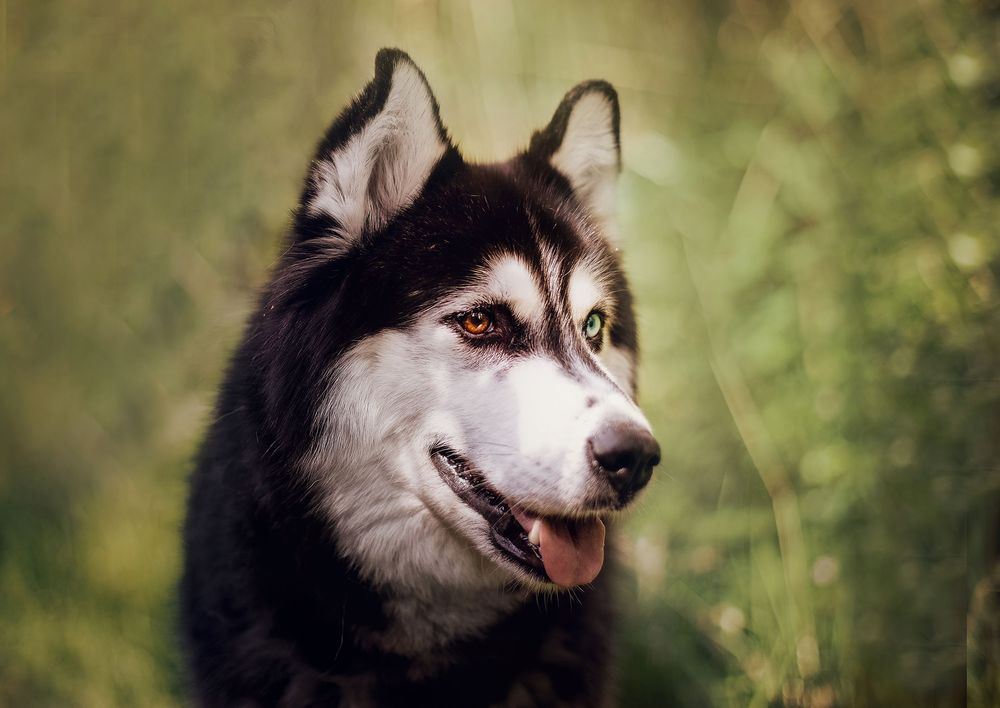 A striking Siberian Husky with heterochromia eyes, black and white fur, and tongue out, posed among green foliage.