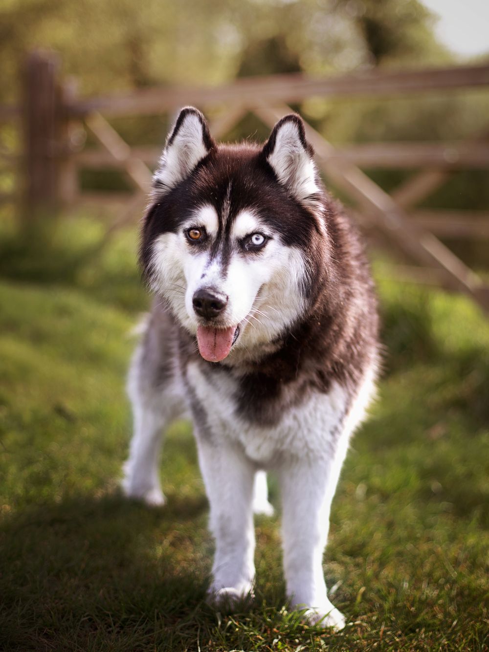 A striking Siberian Husky with heterochromia stands on green grass, tongue out, near a wooden fence.