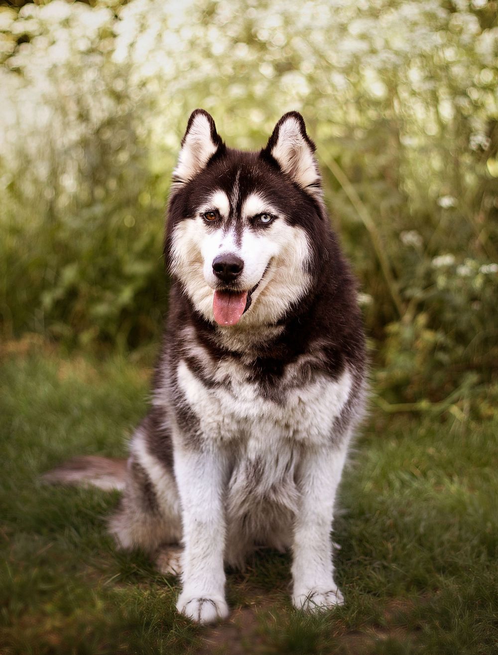 A majestic black and white Siberian Husky with blue eyes sits on green grass surrounded by lush foliage.