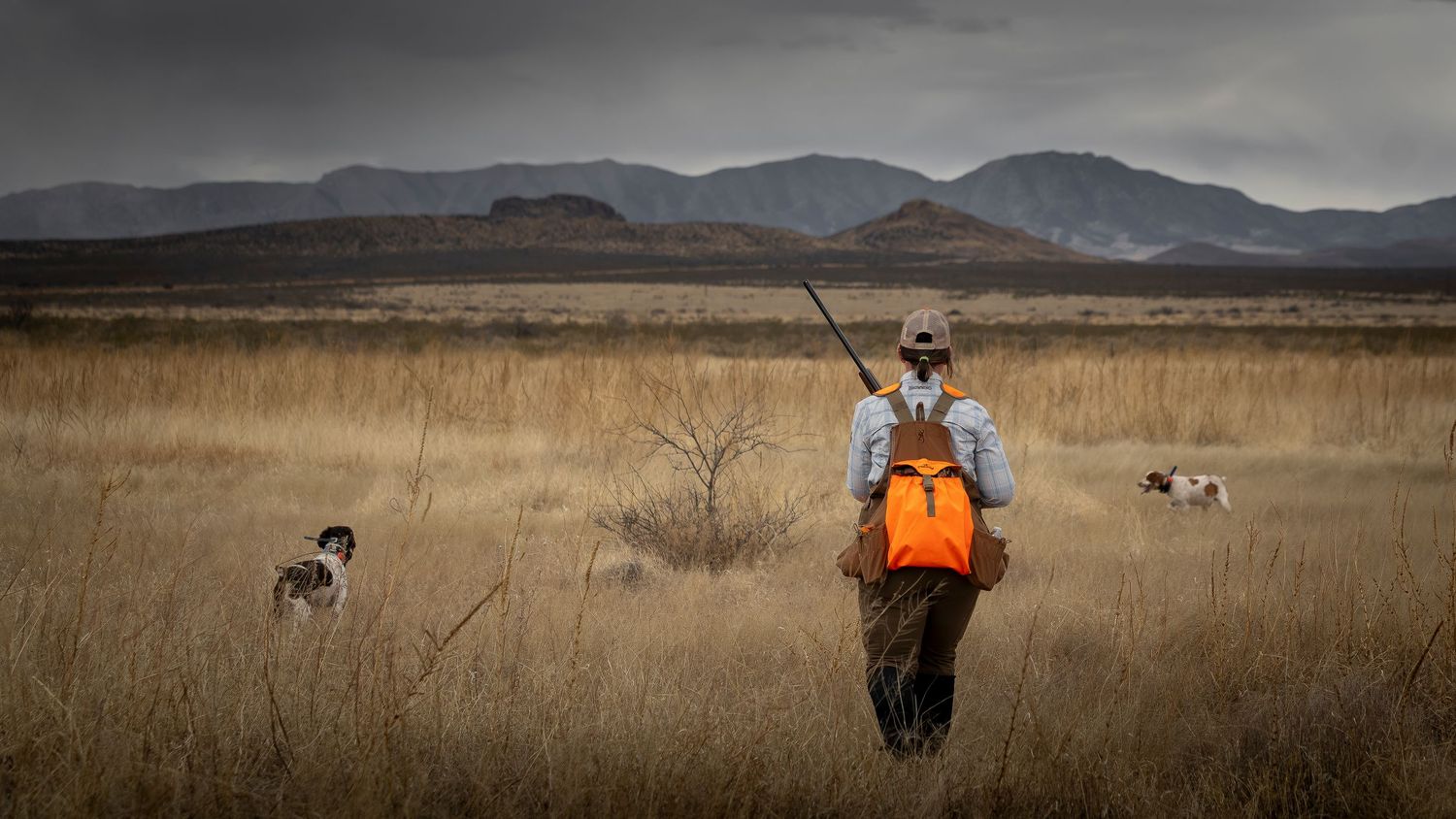 Hunter in orange vest walks through golden grassland with two dogs, mountains visible under dramatic cloudy sky.