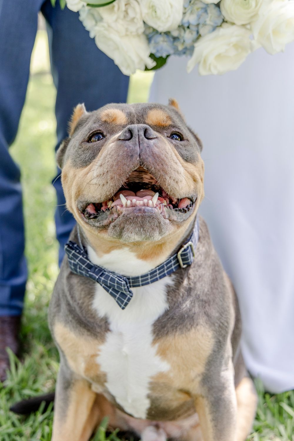 Happy dog in Luxury  Austin Wedding.