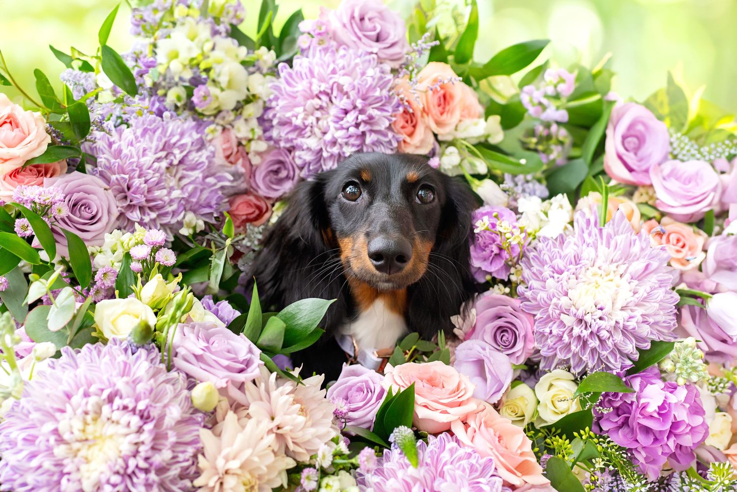 Beautiful arrangement of purple and pink flowers with black dog peeking through blooms.