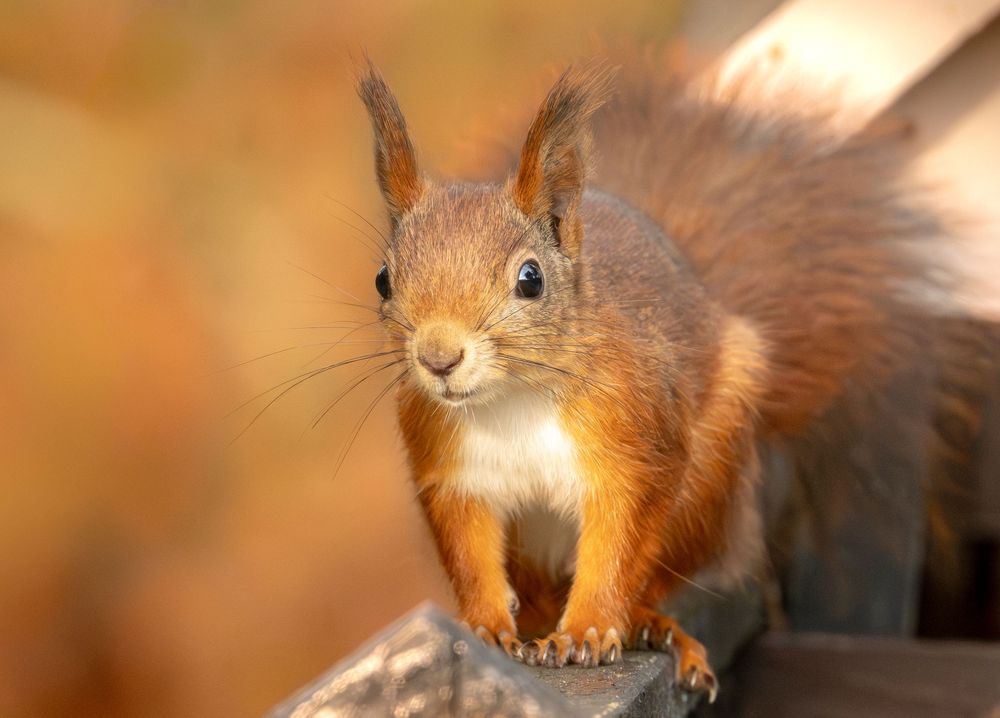 Close-up sequence of a red squirrel eating and displaying animated expressions against a blurred natural background.
