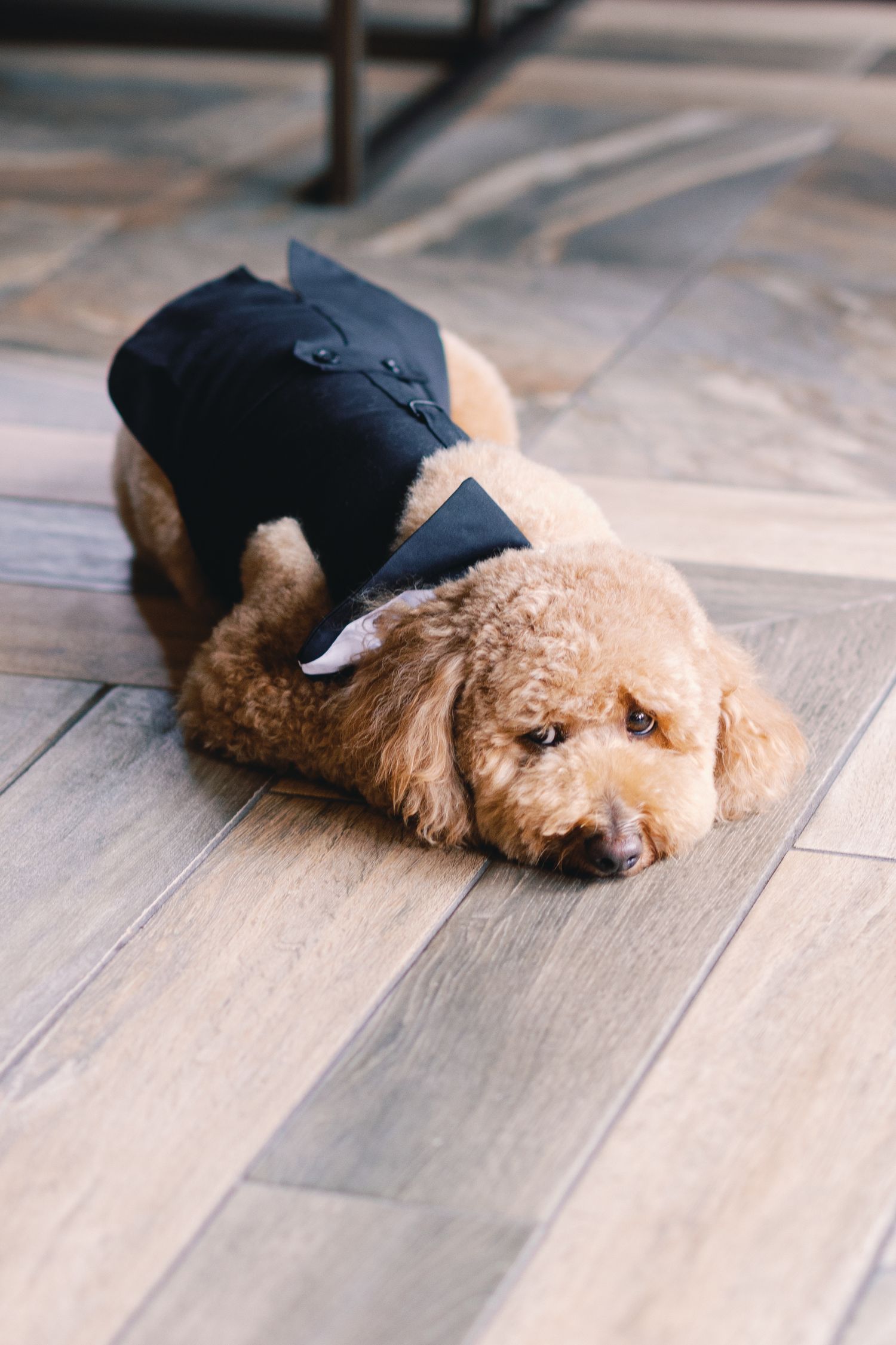 Adorable golden doodle puppy wearing a tiny black tuxedo vest lying on wooden floor at wedding.