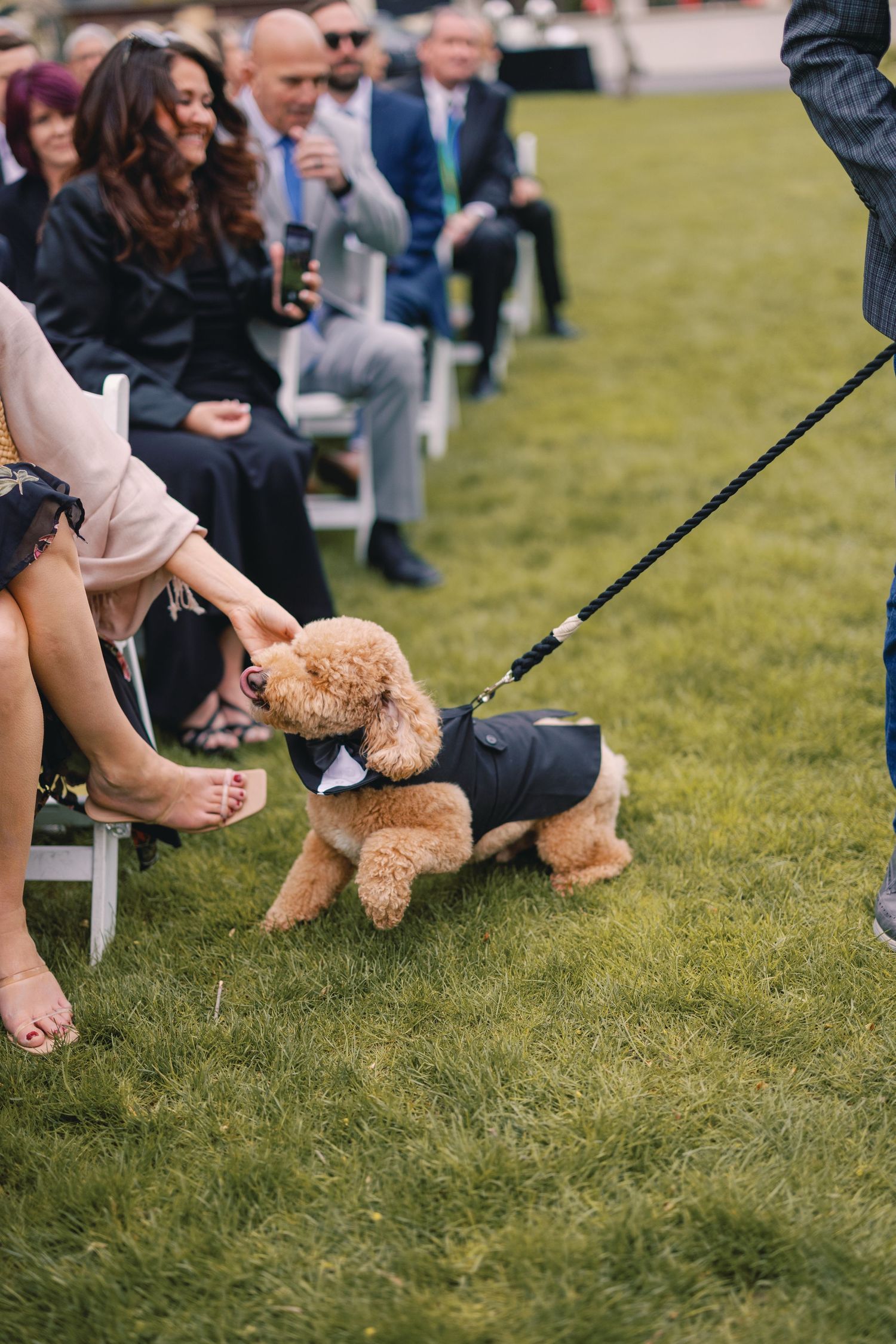 Adorable golden doodle dog in black tuxedo vest walks down wedding ceremony aisle on leash.