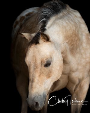 Appaloosa pony portrait Fall photos in Sonoma County