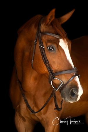 Studio-style equine headshot portrait of a horse photographed in Petaluma, CA