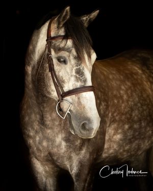 Fine art equine portrait of a horse photographed in natural light by a Petaluma, CA equine photographer