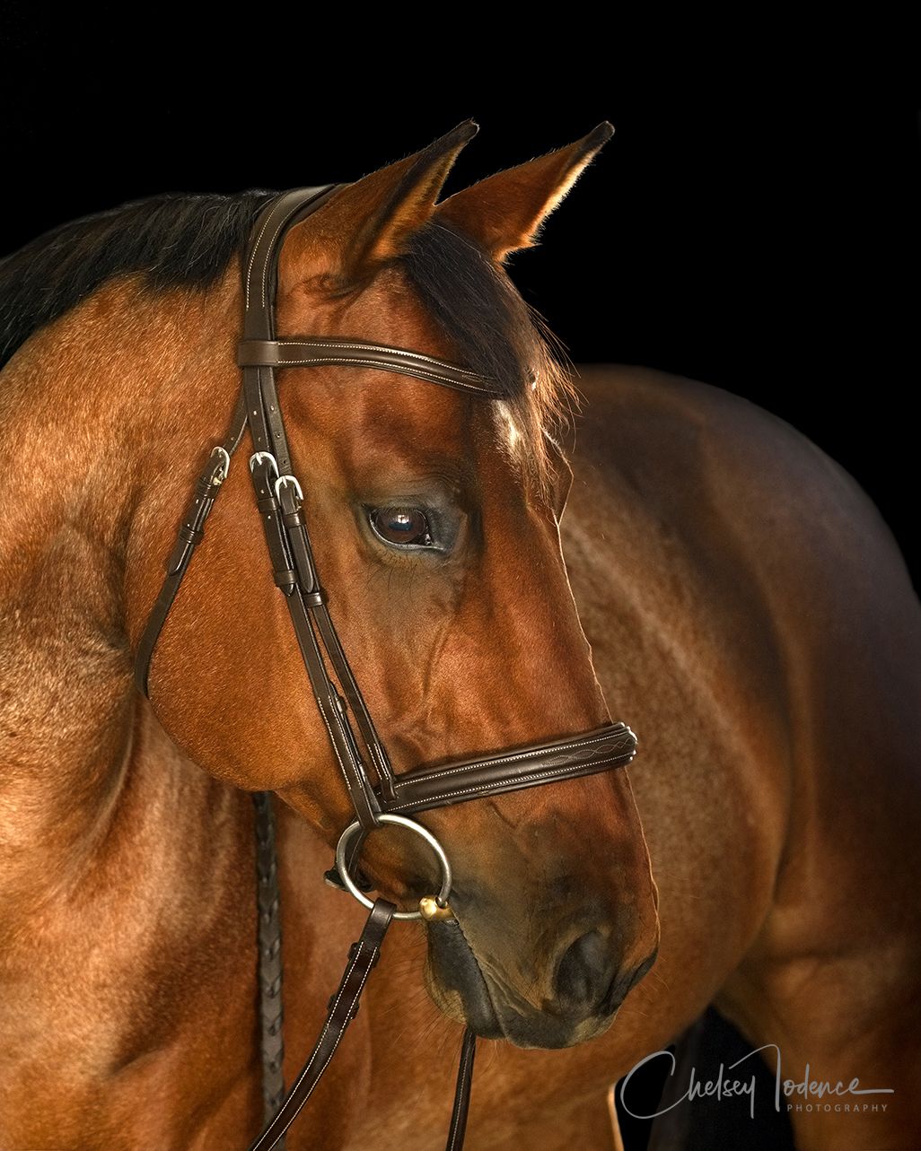 Fine art equine detail featuring horse tack photographed in Petaluma, California