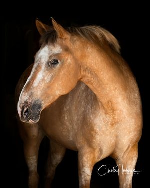 Creative equine photography focusing on fine art horse detail in Sonoma County