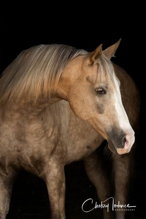 Fine art portrait of a palomino horse with flowing mane photographed in studio-style lighting by a Sonoma County equine photographer