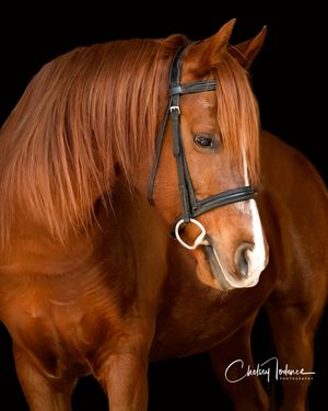 Moody fine art horse portrait captured in Sonoma County by a professional equine photographer