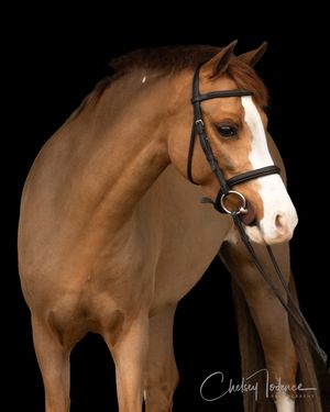 Close-up equine portrait highlighting a horses eye captured in Sonoma County