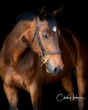 Professional horse portrait with fine art styling photographed in Sonoma County, CA
