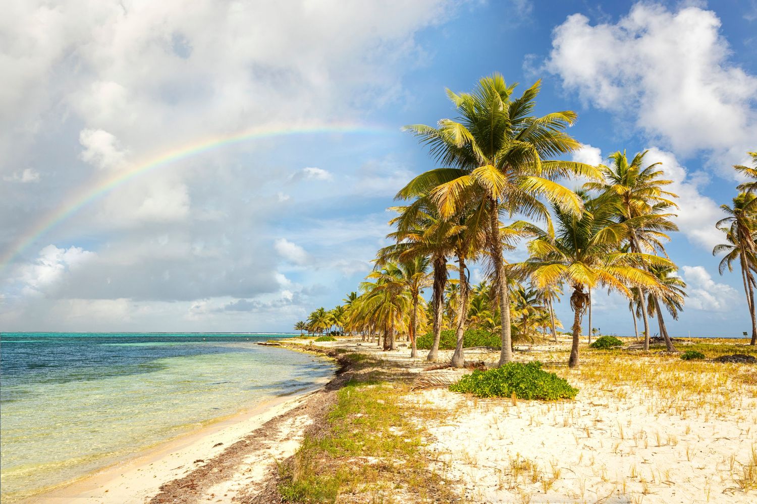 Pristine Caribbean coastline with palm trees and rainbow arching over crystal clear waters.