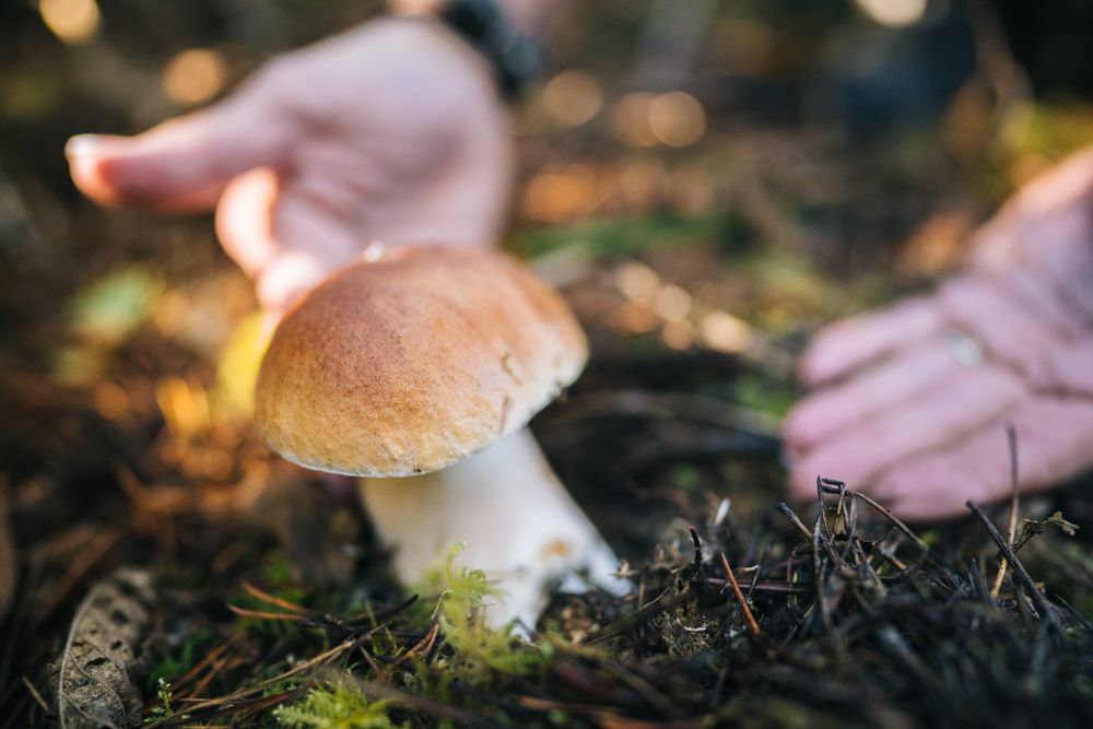 Close-up macro shot of a small brown mushroom growing in forest soil during golden hour lighting.
